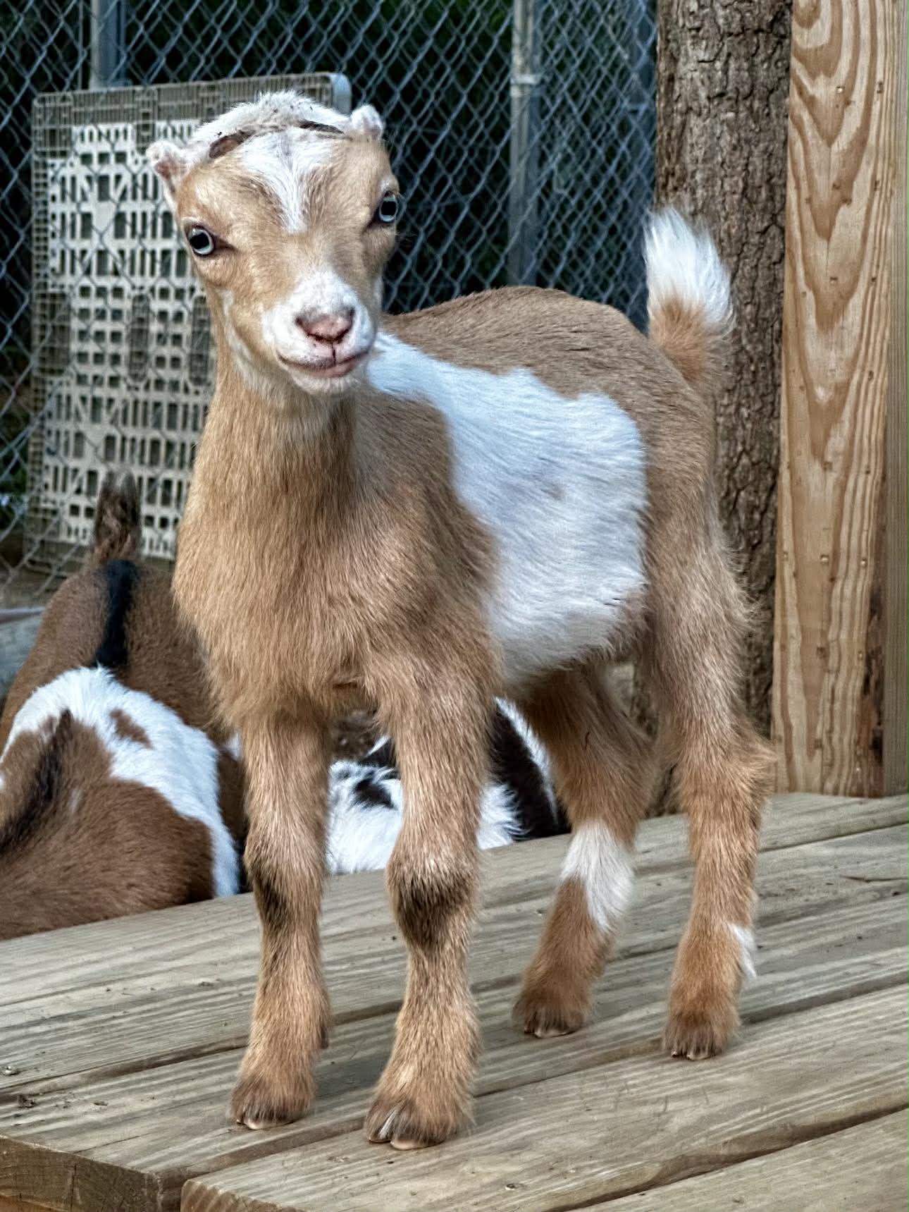 Eos — Sophie x Elfton, Fire Court 2026