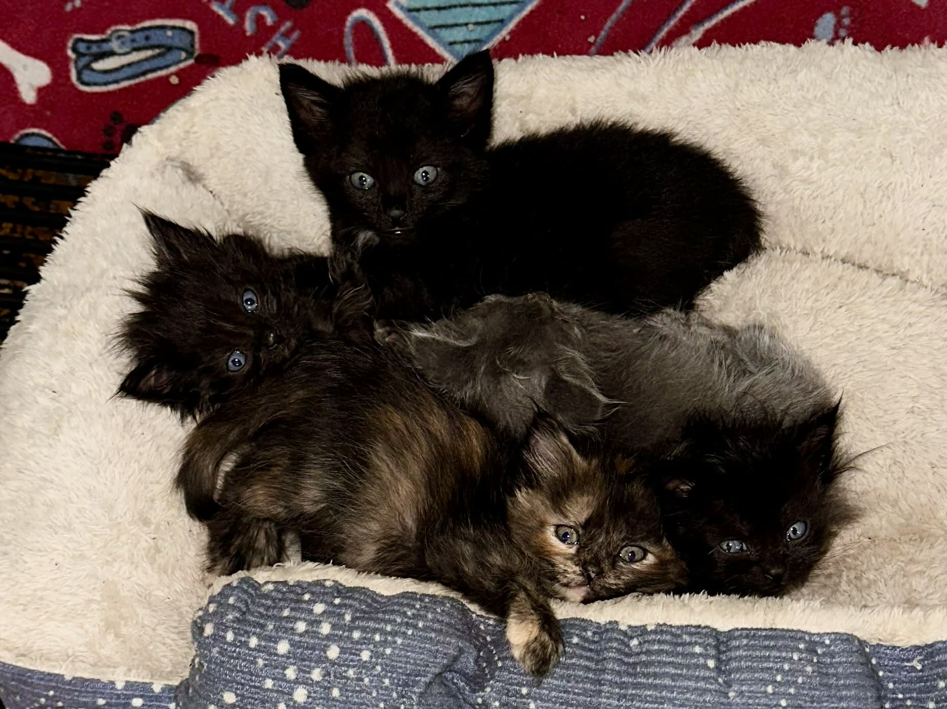 Bottle kittens — Evermore Ranch Sanctuary